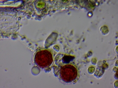 Haematococcus