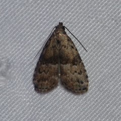 Hypenodes franclemonti