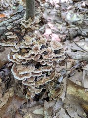 Thelephora americana