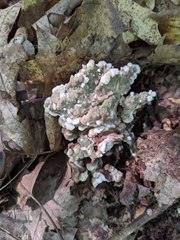 Thelephora americana