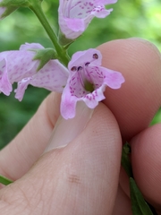 Physostegia intermedia