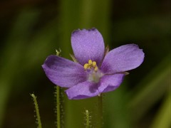 Byblis liniflora