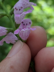 Physostegia intermedia