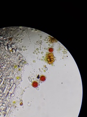 Haematococcus