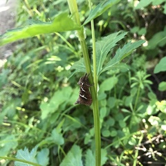 Phymatopus californicus