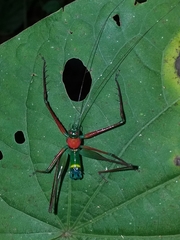 Arachnoscelidina