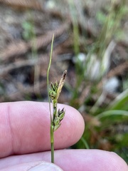 Carex globosa