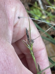 Carex globosa