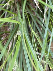 Carex globosa