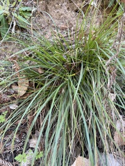 Carex globosa