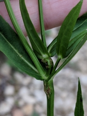Physostegia intermedia