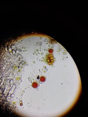 Haematococcus