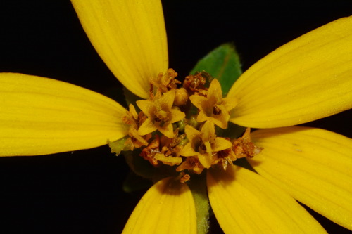 Image of Jamesianthus alabamensis by (c) Brian Finzel, some rights reserved (CC BY-SA)
