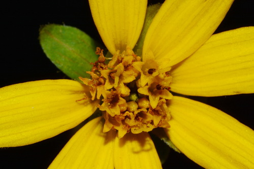 Image of Jamesianthus alabamensis by (c) Brian Finzel, some rights reserved (CC BY-SA)