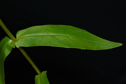 Image of Jamesianthus alabamensis by (c) Brian Finzel, some rights reserved (CC BY-SA)