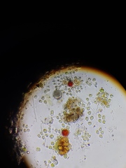 Haematococcus