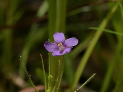 Byblis liniflora