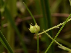 Byblis liniflora
