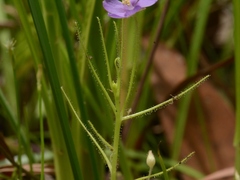 Byblis liniflora
