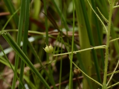 Byblis liniflora