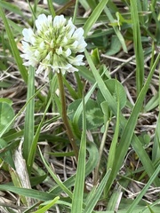 Image of Trifolium repens