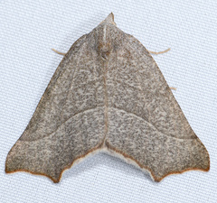 Pherne sperryi