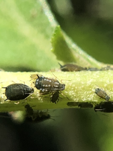 Melon Aphid photo 6