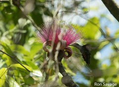 Anthracothorax dominicus