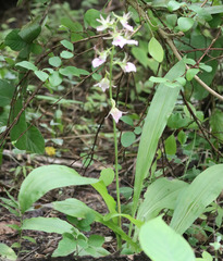 Eulophia guineensis image