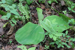 Costus macranthus