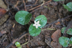 Geophila