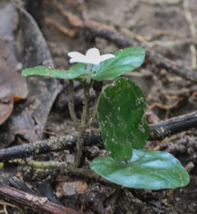 Geophila