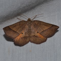 Metarranthis obfirmaria