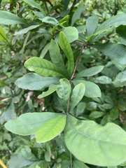 Synsepalum