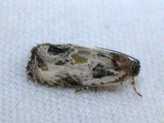 Olethreutes griseoalbana