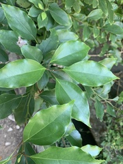 Cinnamomum camphora