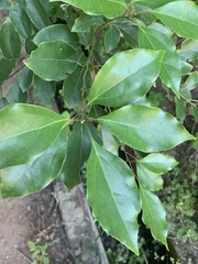 Cinnamomum camphora