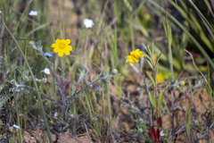 Pseudobahia heermannii