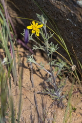 Pseudobahia heermannii