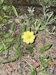 Oenothera laciniata image