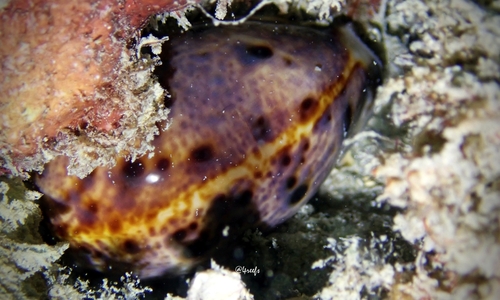 Cypraea lynx observed 2022-03-12