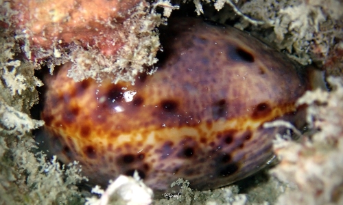 Lynx Cowry