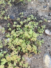 Pterostegia drymarioides