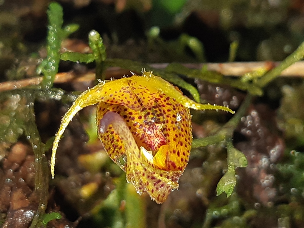 Scaphosepalum beluosum