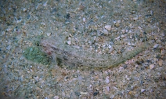Gnatholepis knighti