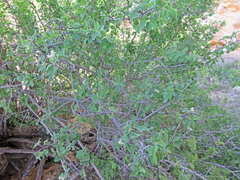 Amelanchier utahensis utahensis