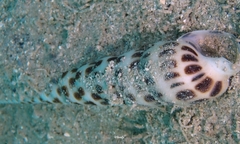 Terebra achates