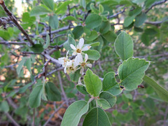 Amelanchier utahensis utahensis