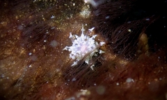 Stichodactyla