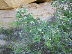 Amelanchier utahensis utahensis